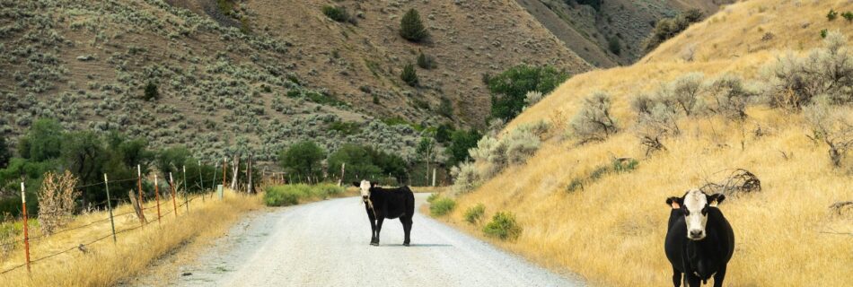 When, Where and Why to report Livestock Abuse