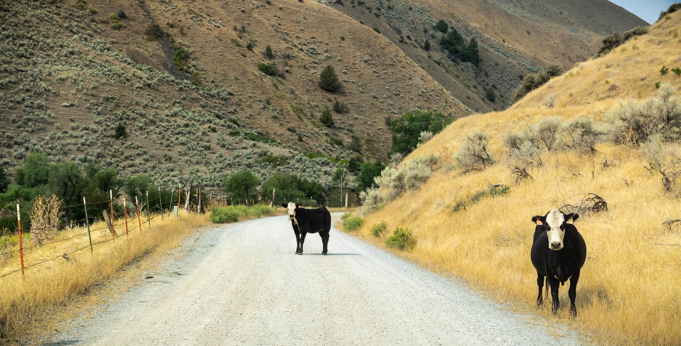 When, Where and Why to report Livestock Abuse